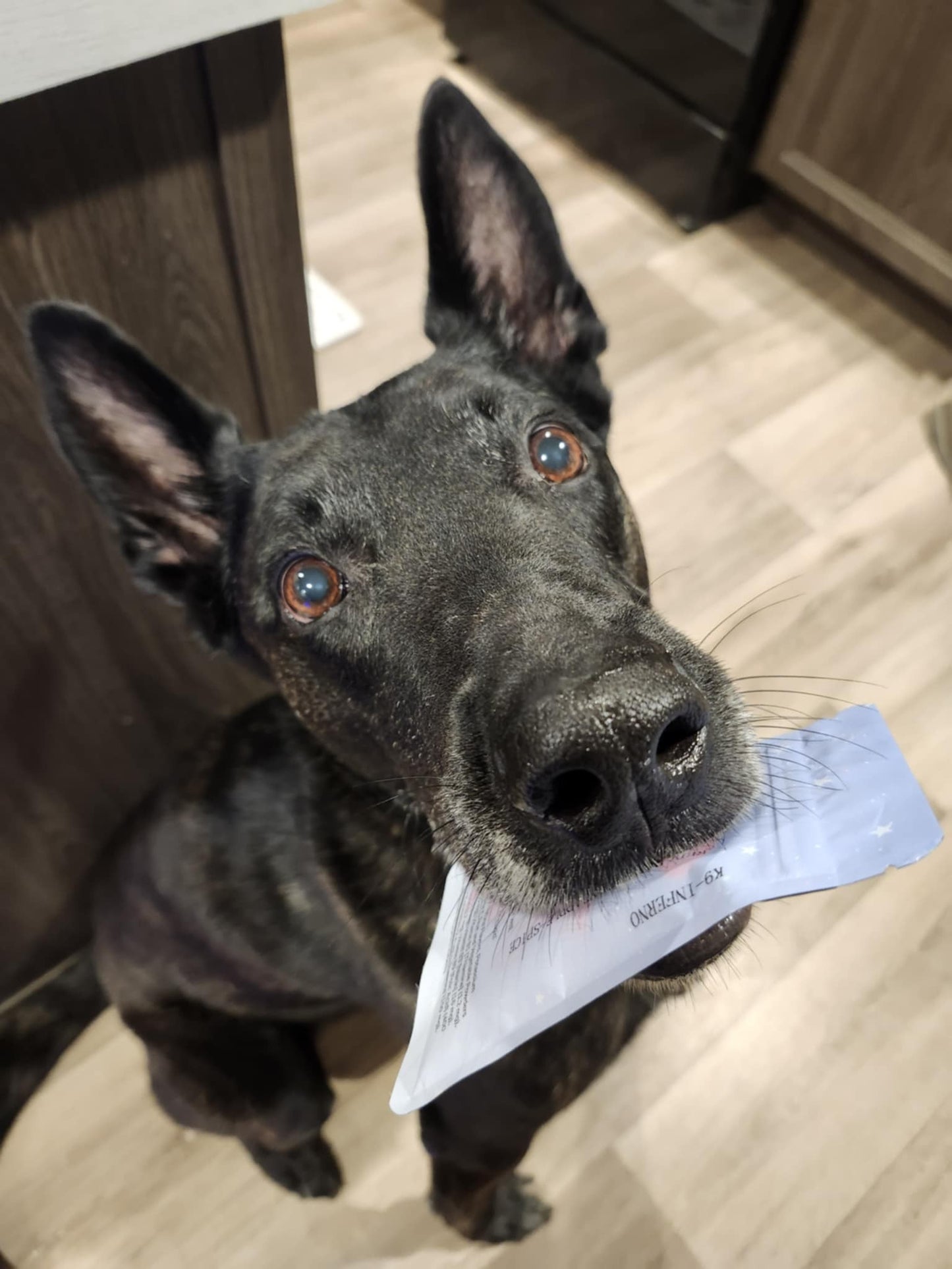 K9 Inferno- Red Raspberry Pineapple and Spice  LIMITED